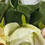 Bouquet Rose Stem - White