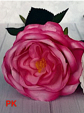 David Austin Style Rose Stem -Replica Pink
