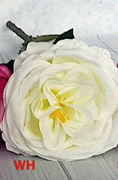 David Austin Style Rose Stem - White