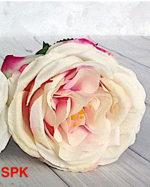 David Austin Style Rose Stem - Soft Pink
