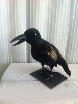 Crow Feathered with Exposed Bones 24cm